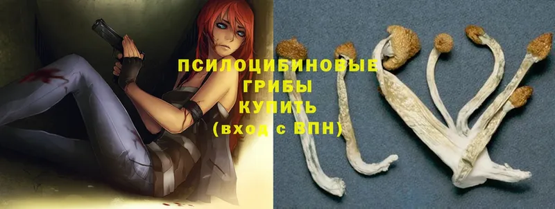 мега как зайти  Ковров  Псилоцибиновые грибы Psilocybe 